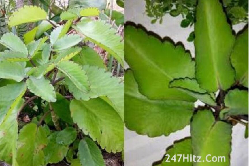 Importances of Tameawu Leaf You Should Know