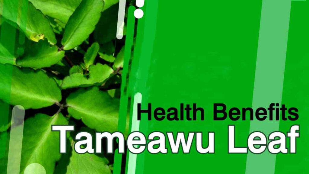 Top 10 Health Benefits of Tameawu