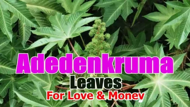 Use Adedenkruma Leaves to Attract Love