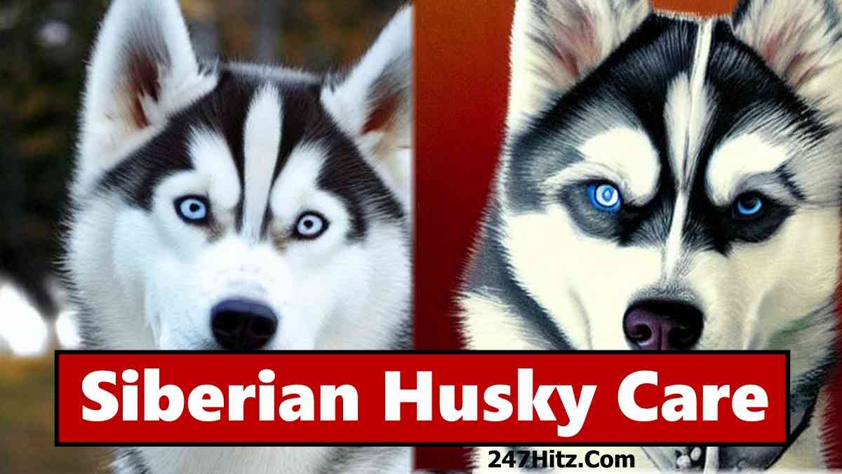 The Best Ways To Take Care Of Your Siberian Husky In 2024