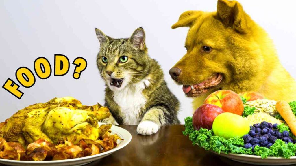 The Best Ways to Properly Feed Your Pet